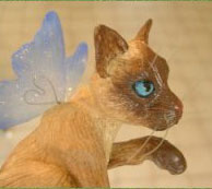 Siamese Fairy Kitten